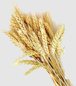 F88星宝(中国集团)官方网站