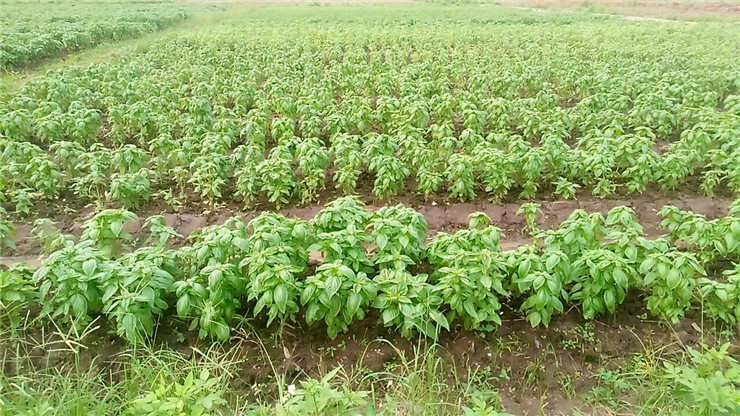 F88星宝(中国集团)官方网站